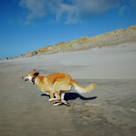 Seeadler 3 - Feriehus *