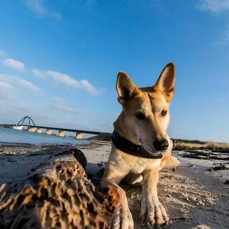 Seeadler 3 - * Süssau