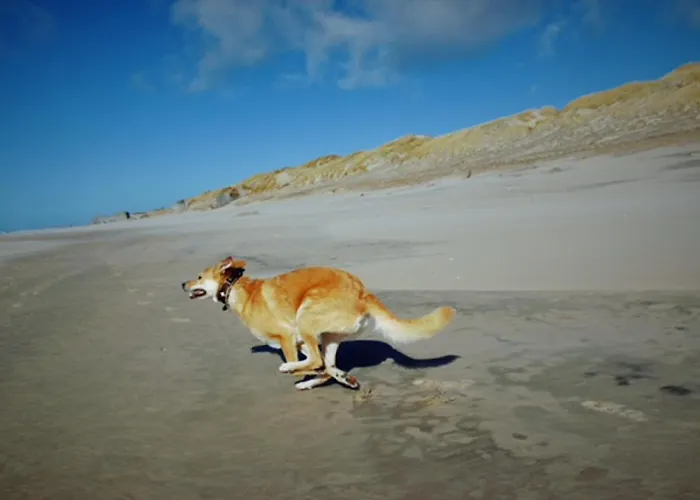 Seeadler 3 - Casa de Férias *