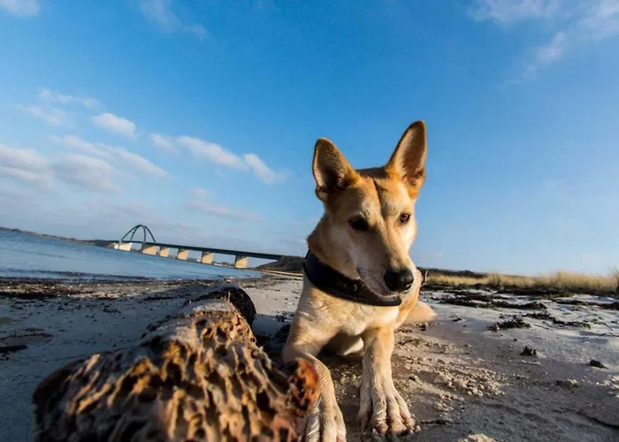 Seeadler 3 - * Süssau